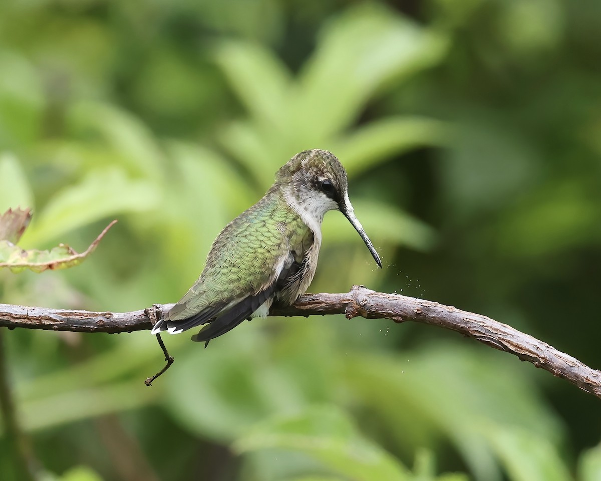 Ruby-throated Hummingbird - ML641713061