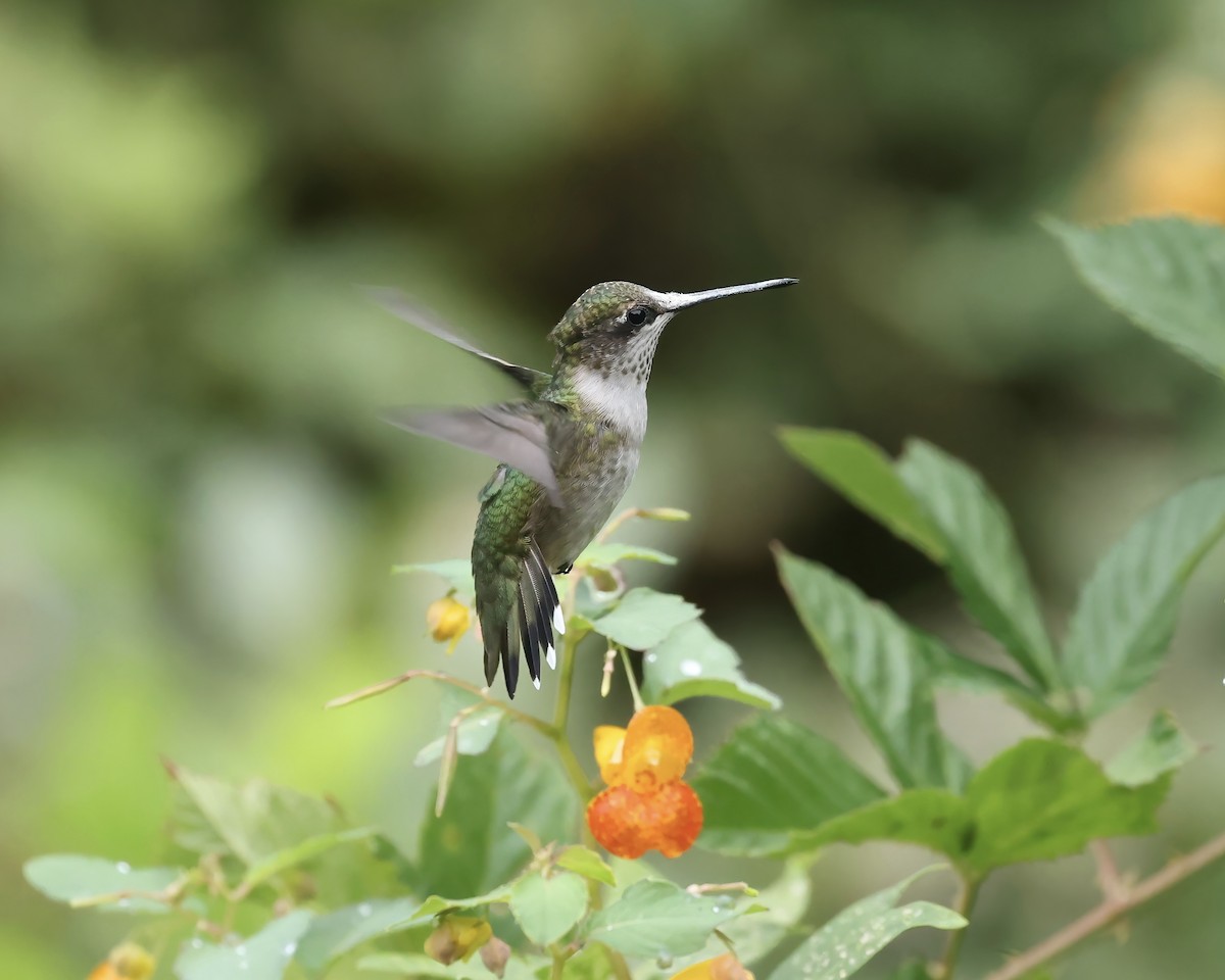 Ruby-throated Hummingbird - ML641713062