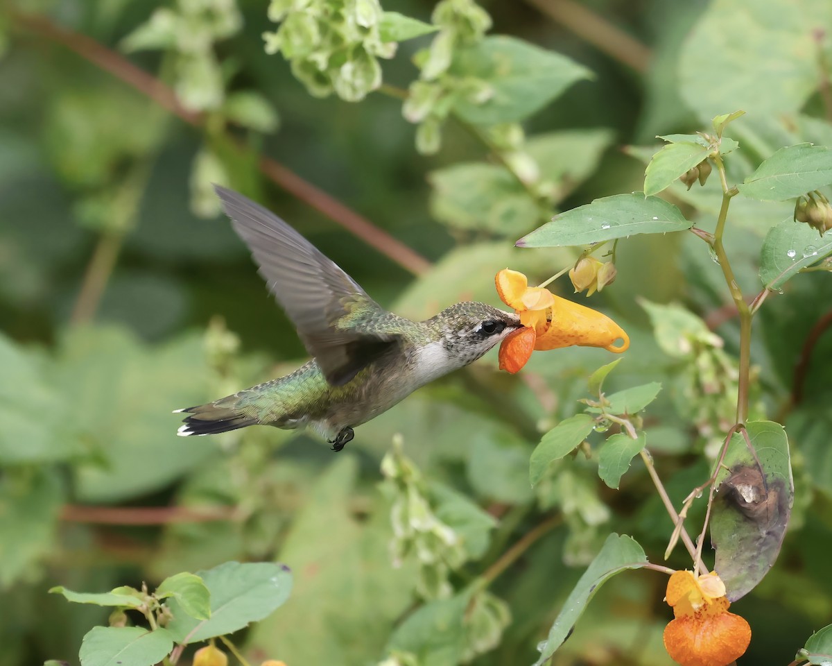 Ruby-throated Hummingbird - ML641713063