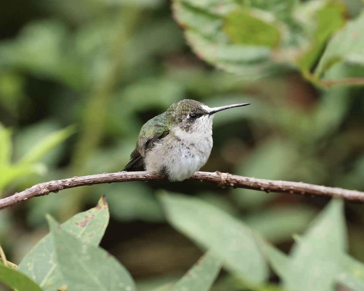 Ruby-throated Hummingbird - ML641713064