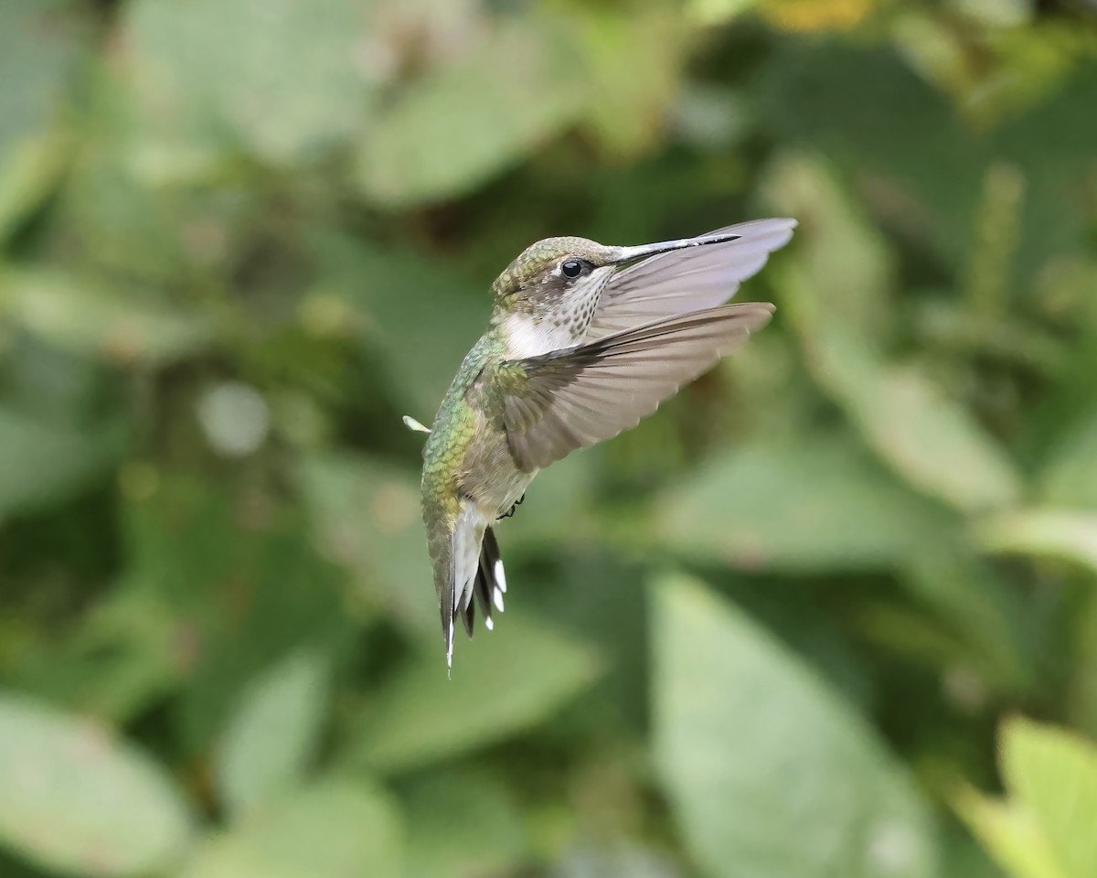 Ruby-throated Hummingbird - ML641713065