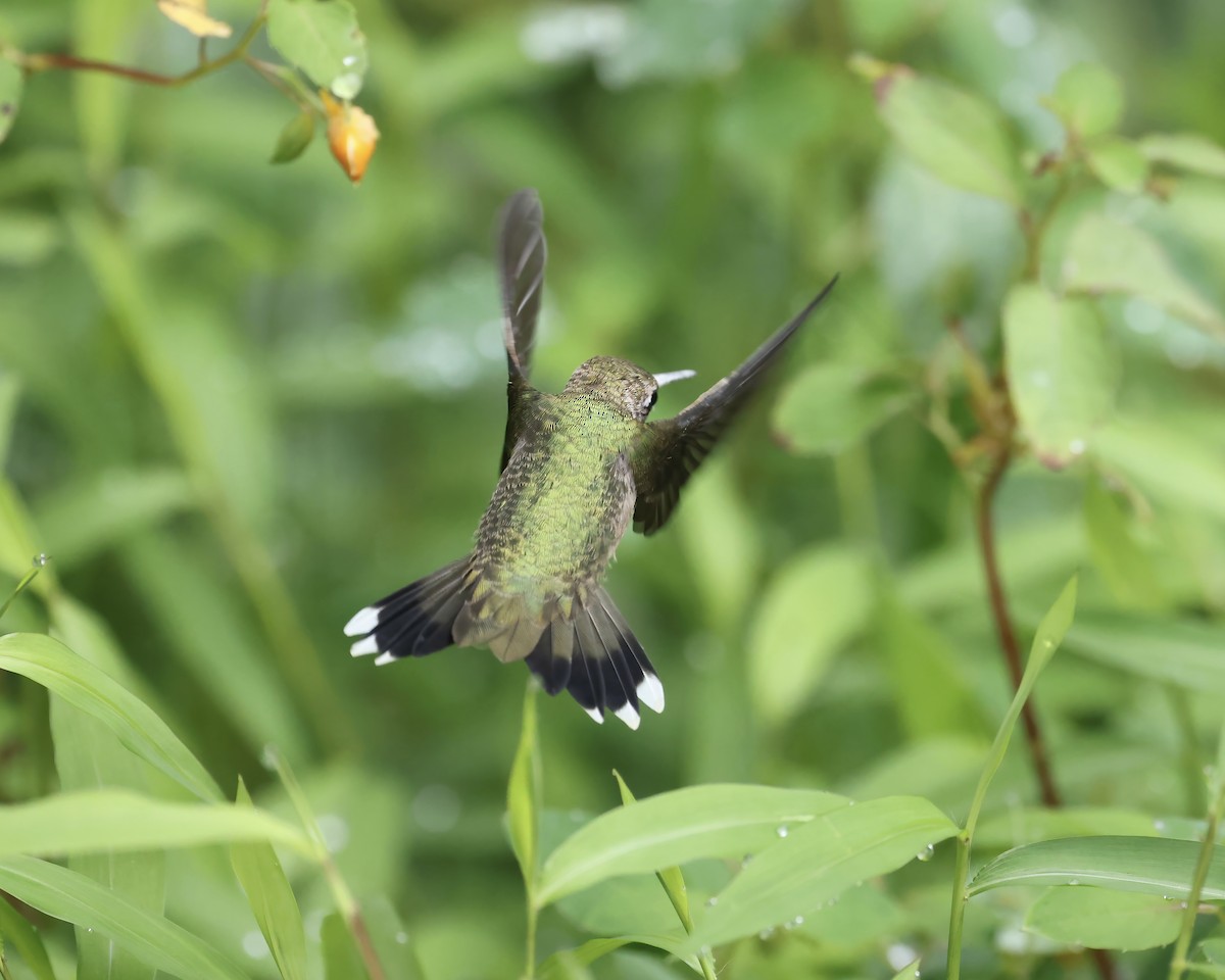 Ruby-throated Hummingbird - ML641713066