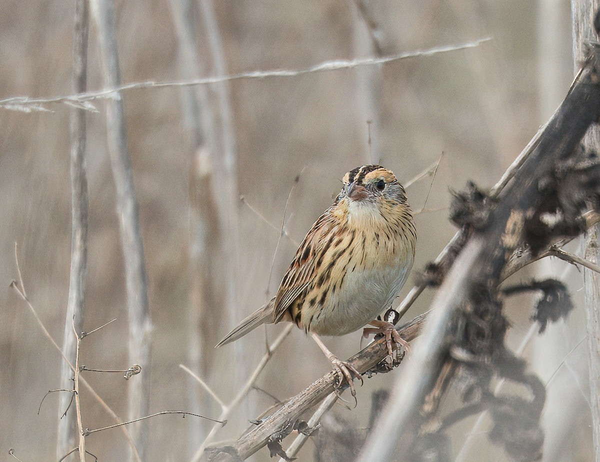 LeConte's Sparrow - ML641713073