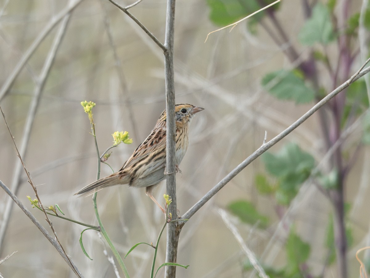 LeConte's Sparrow - ML641713074