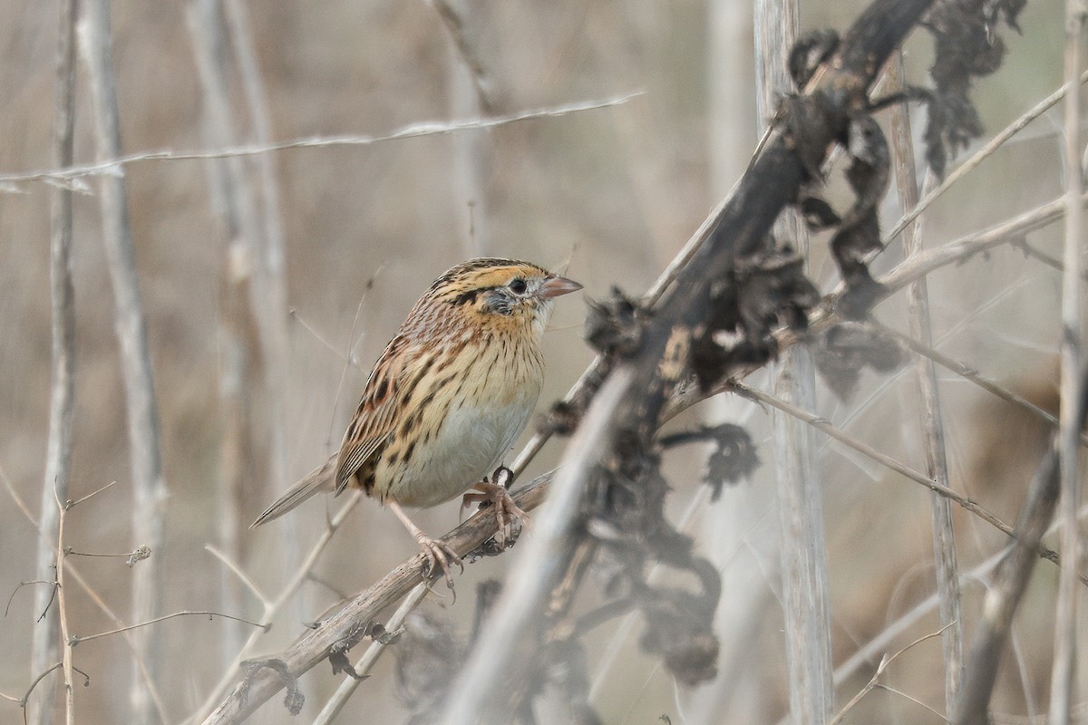 LeConte's Sparrow - ML641713075