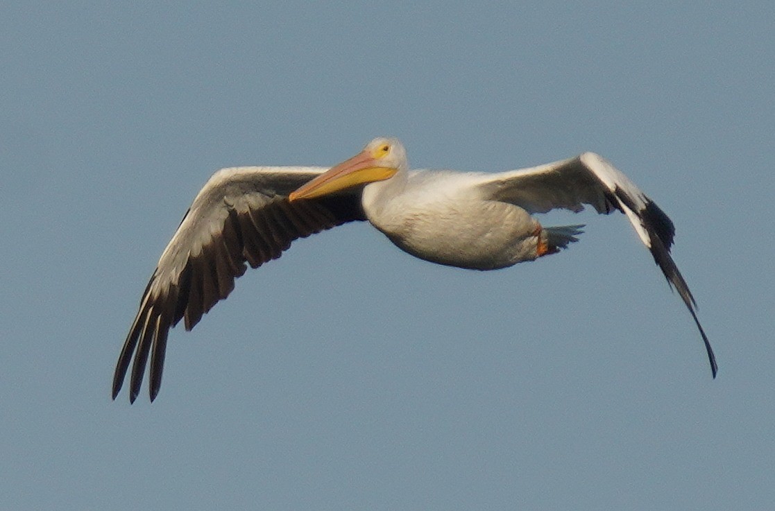 American White Pelican - ML641713079
