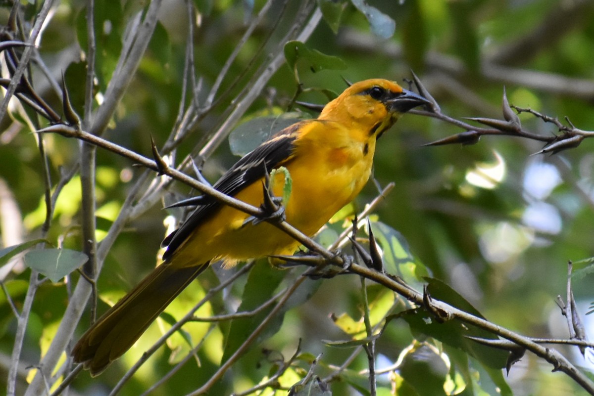 Altamira Oriole - ML641713093