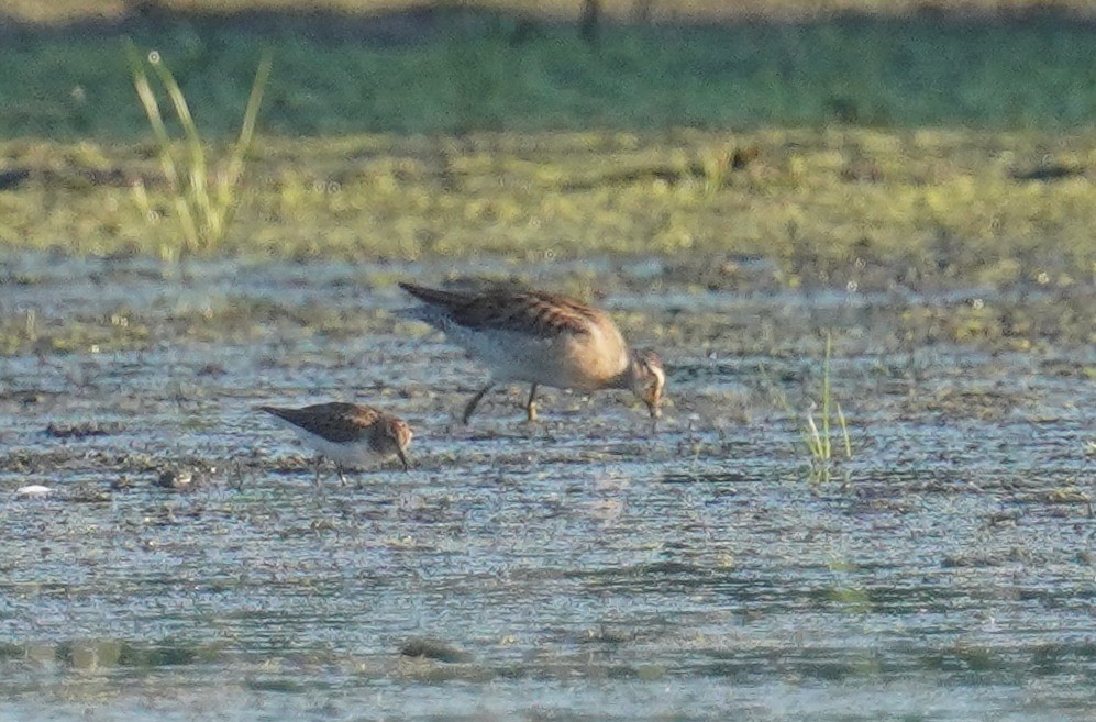 Least Sandpiper - ML641713124