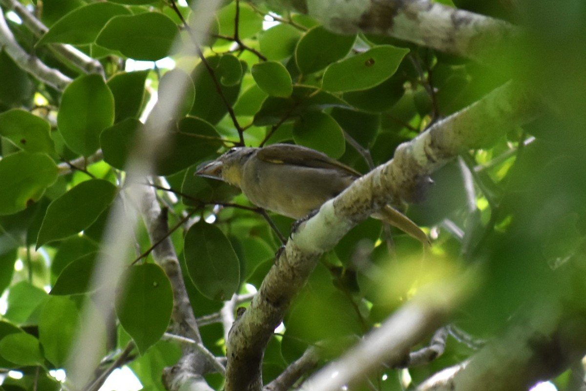 Rose-throated Tanager - ML641713179