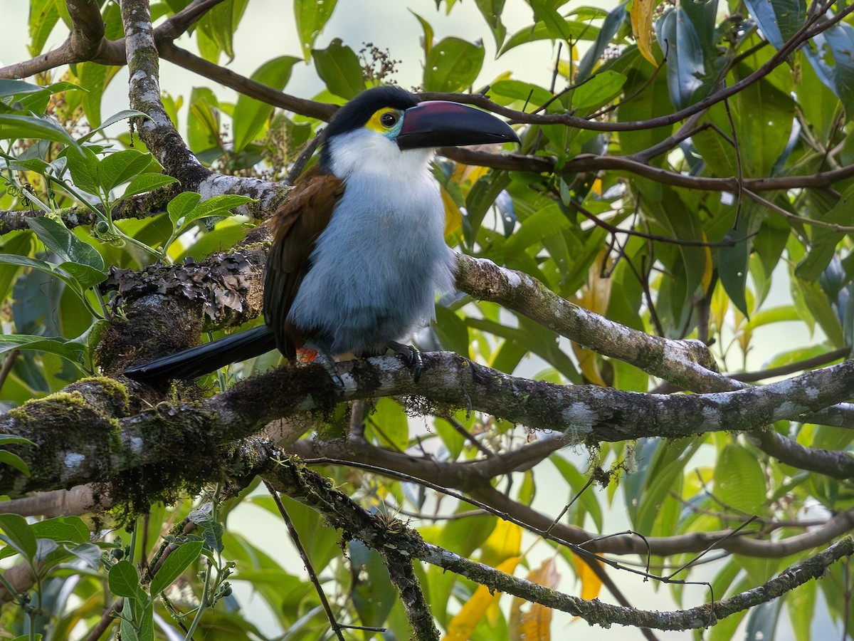 Black-billed Mountain-Toucan - ML641713233