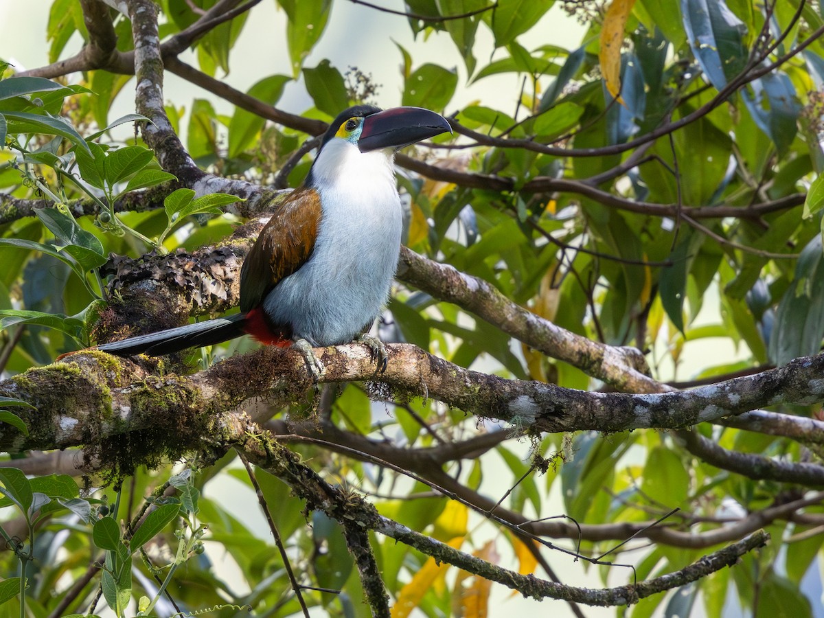 Black-billed Mountain-Toucan - ML641713234