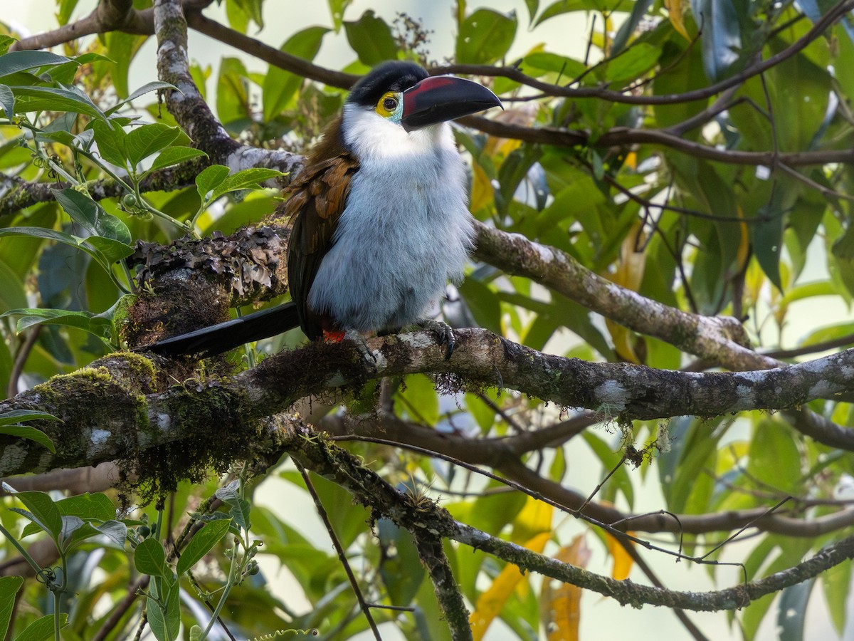 Black-billed Mountain-Toucan - ML641713235