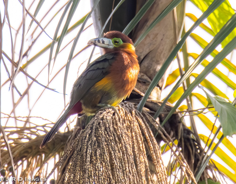Spot-billed Toucanet - ML641713244