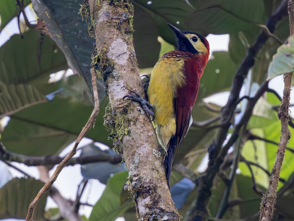 Crimson-mantled Woodpecker (Crimson-mantled) - ML641713248