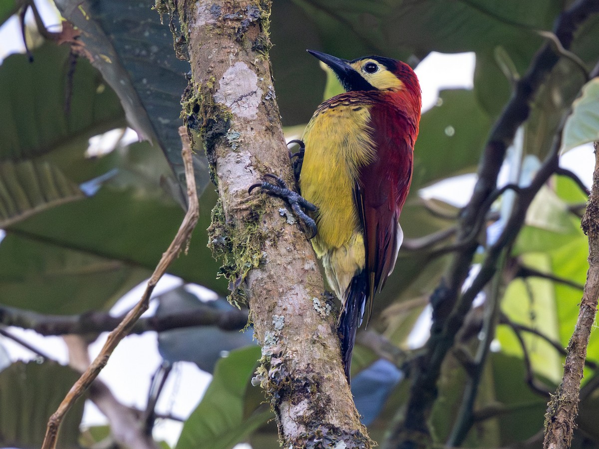Crimson-mantled Woodpecker (Crimson-mantled) - ML641713249