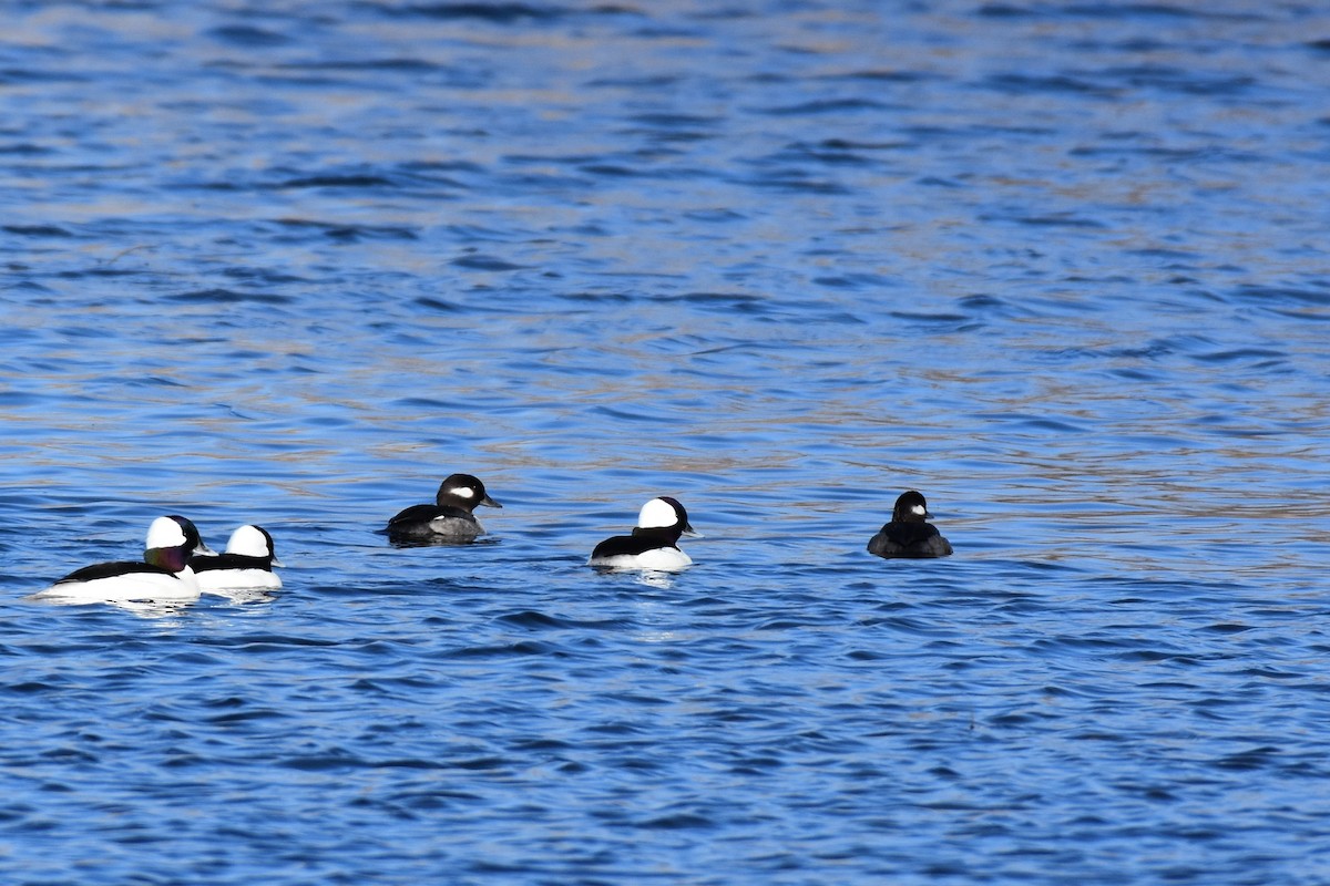 Bufflehead - ML641713268