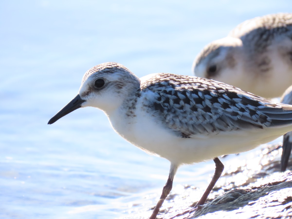 Sanderling - ML641713310