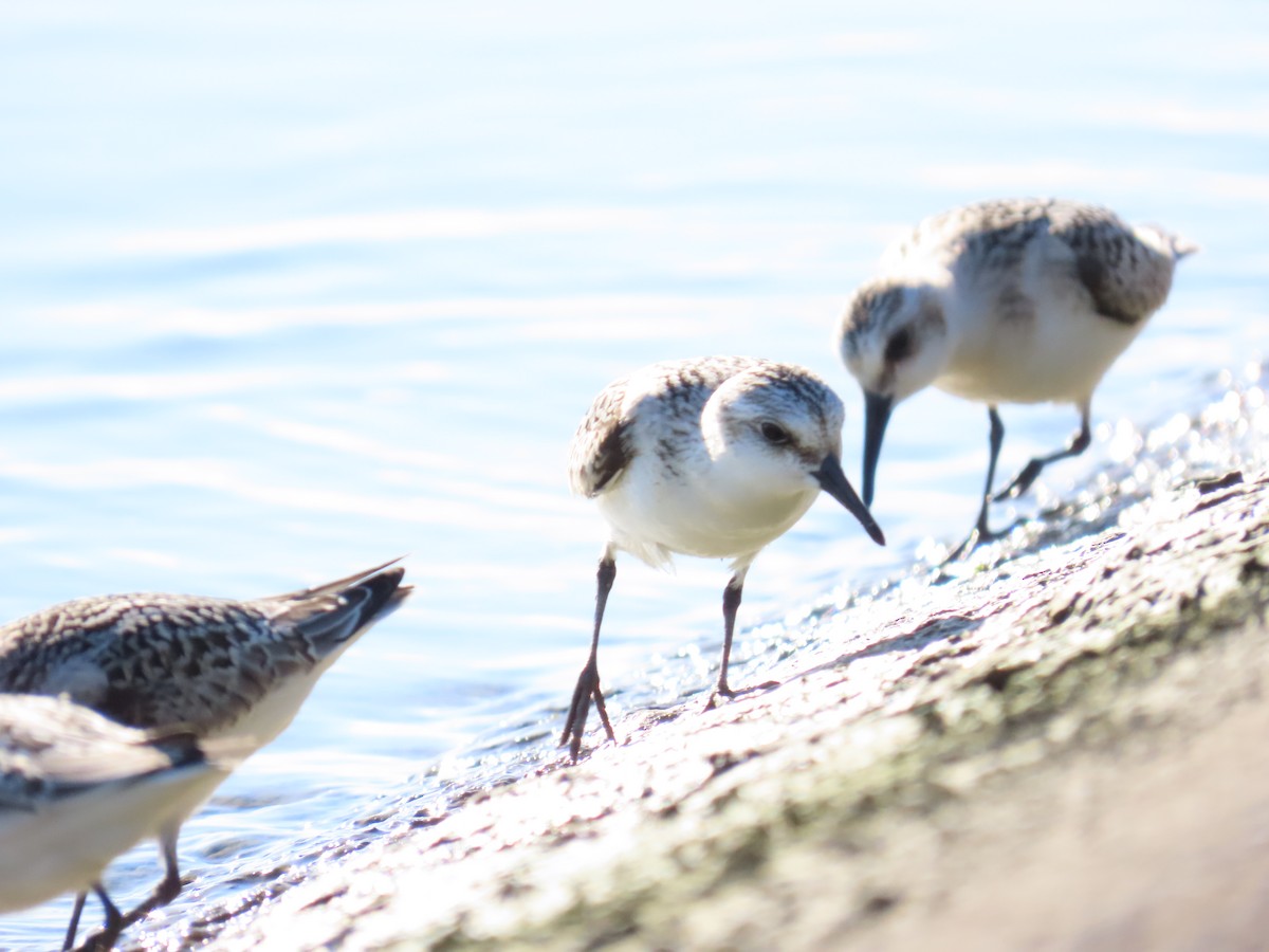 Sanderling - ML641713311