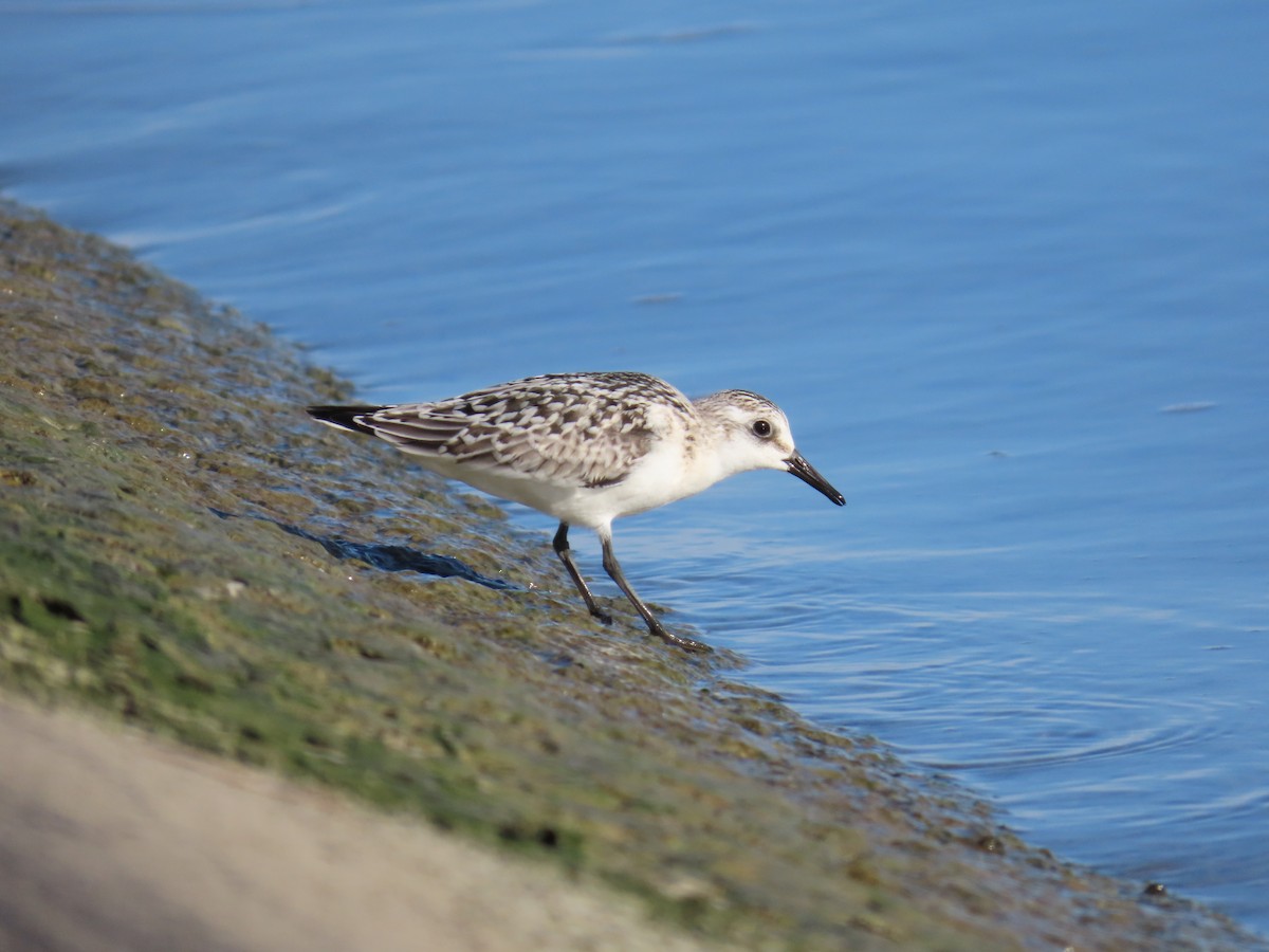Sanderling - ML641713312