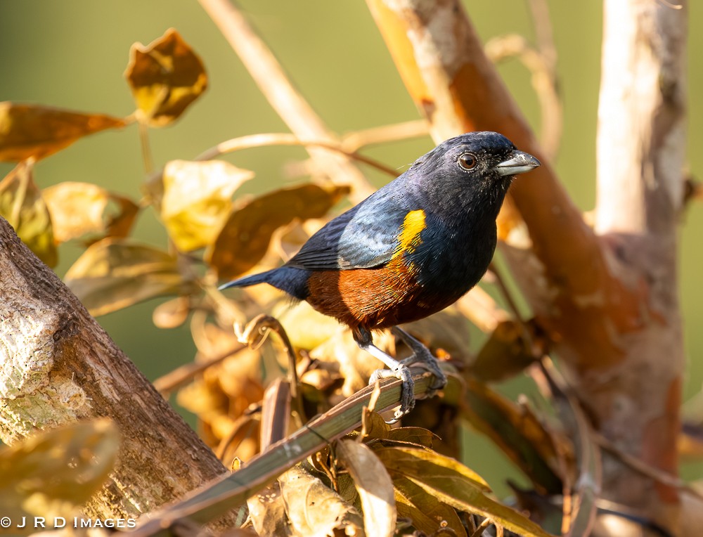 Chestnut-bellied Euphonia - ML641713334