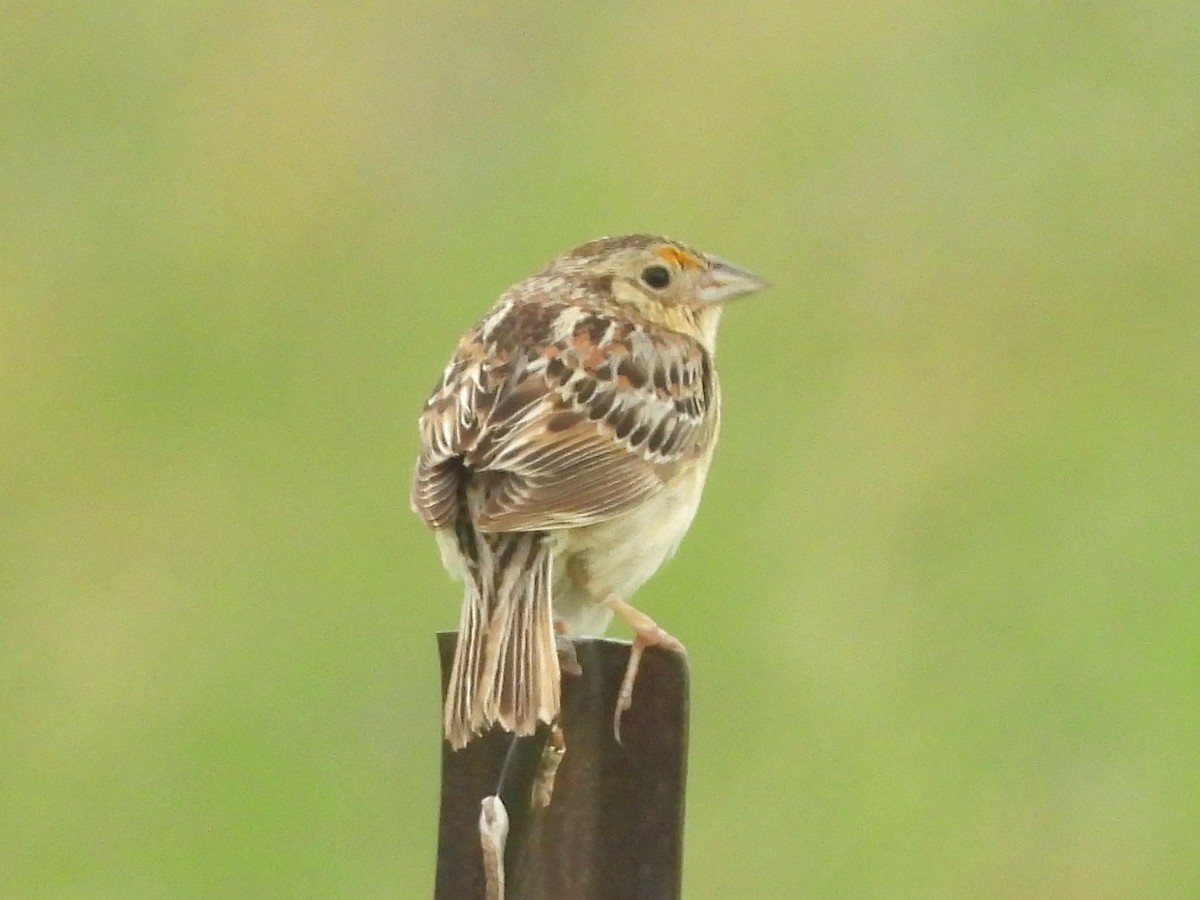 Grasshopper Sparrow - ML641713416