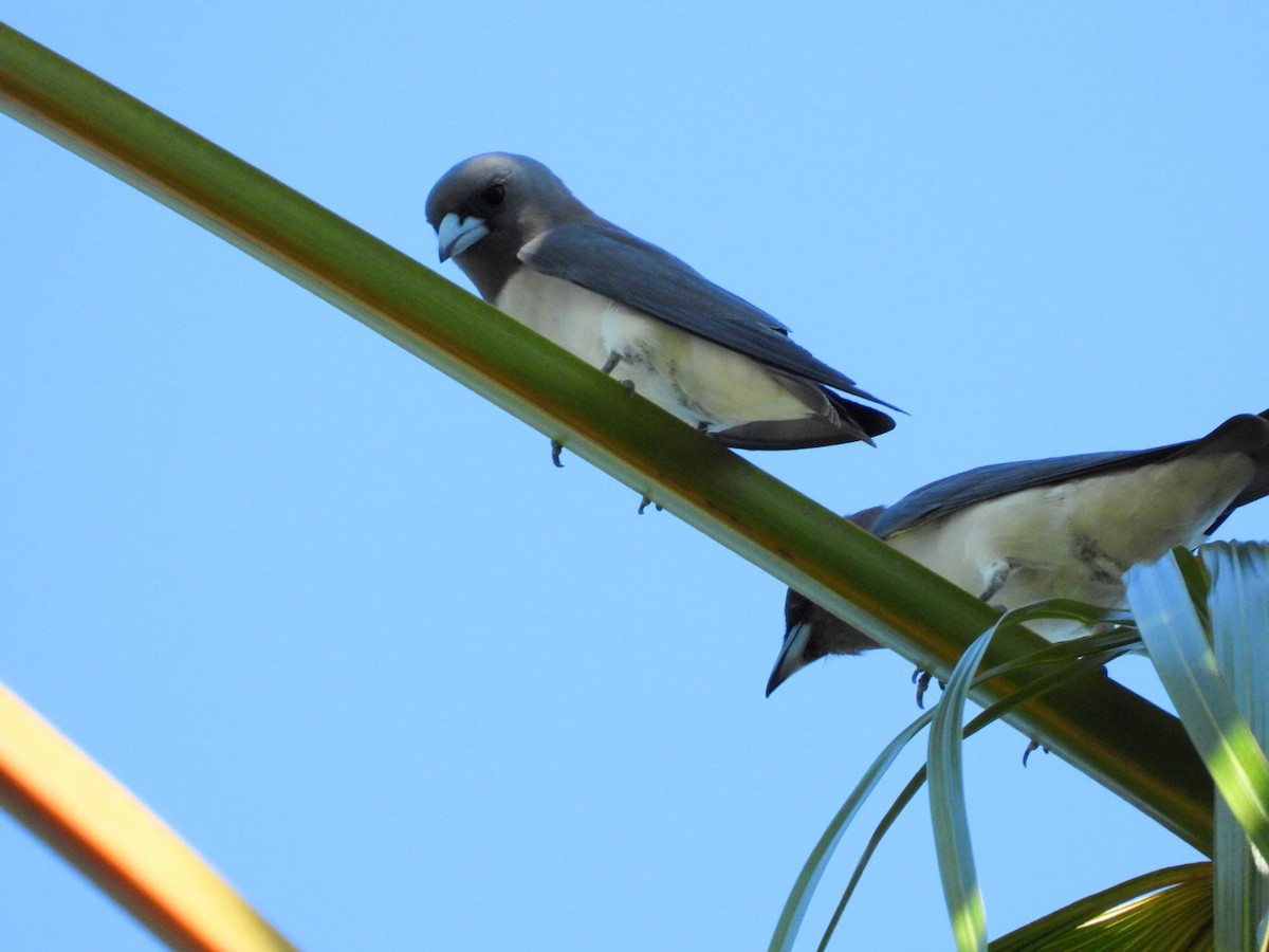White-breasted Woodswallow - ML641713457