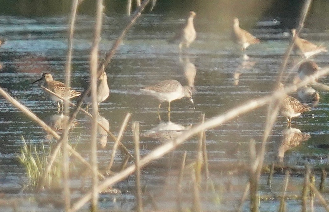 Stilt Sandpiper - ML641713467