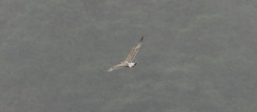 European Herring Gull - ML641713470