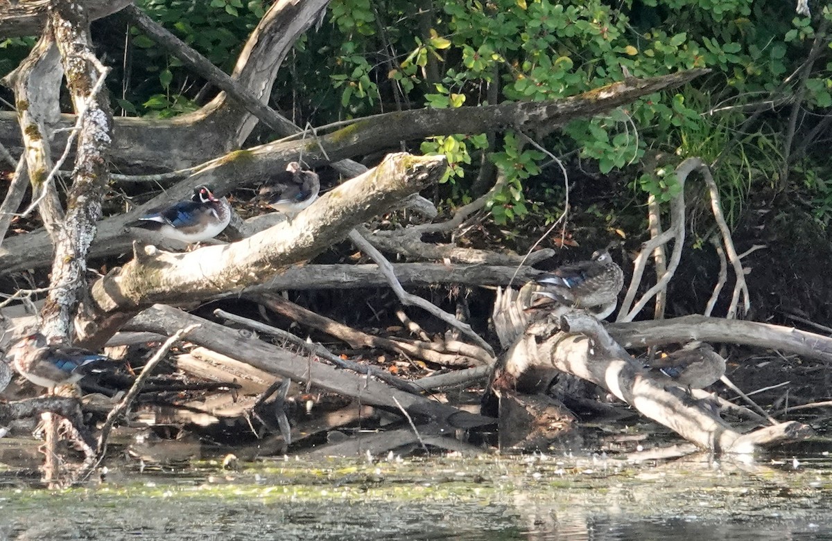 Wood Duck - ML641713474
