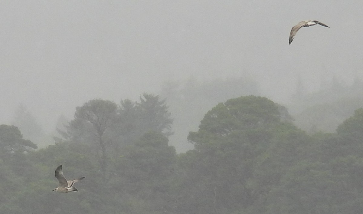 European Herring Gull - ML641713478