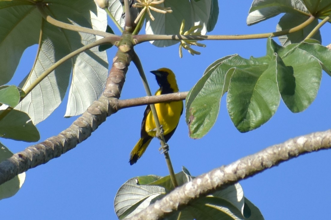 Yellow-tailed Oriole - ML641713492