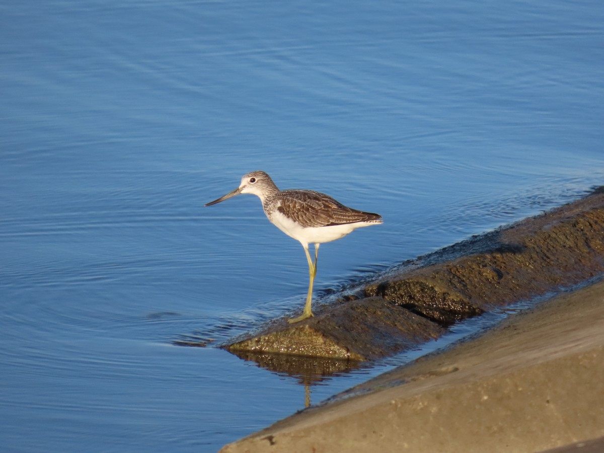 Common Greenshank - ML641713522