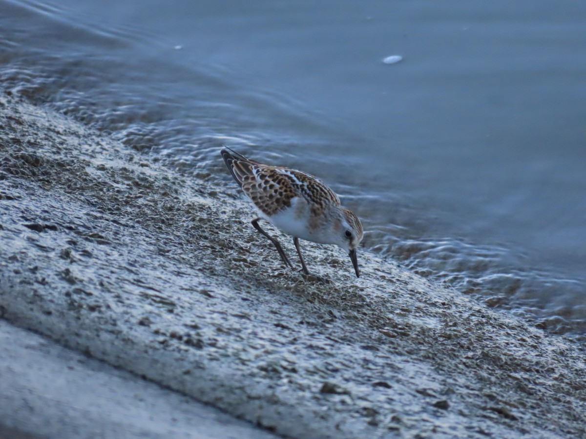 Little Stint - ML641713524