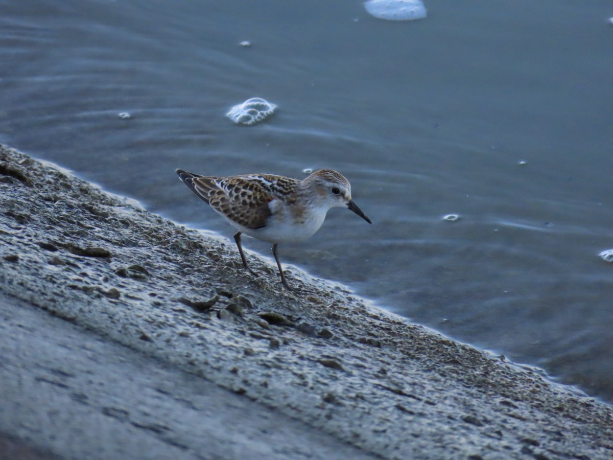 Little Stint - ML641713525
