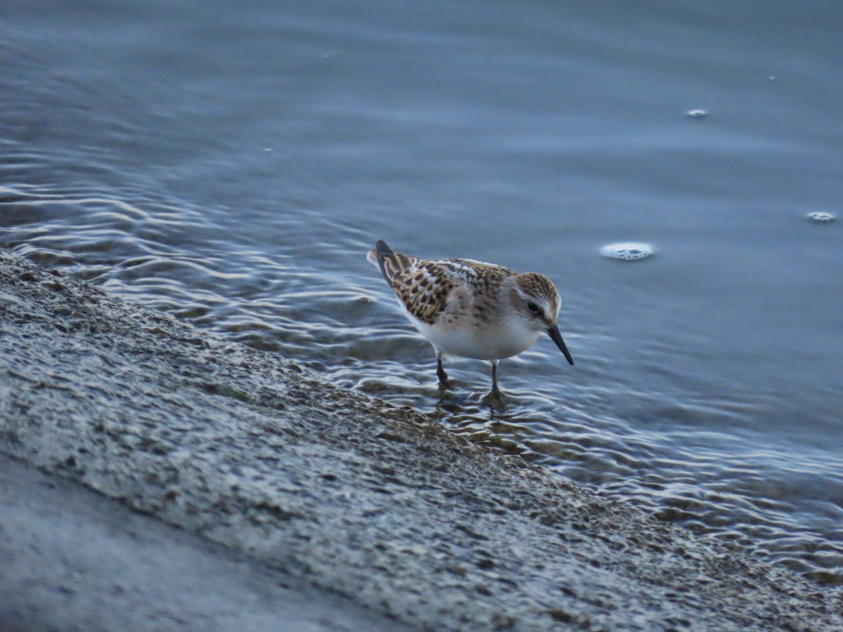Little Stint - ML641713529