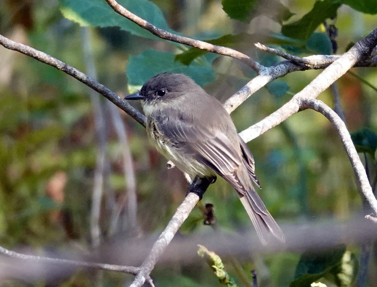 Eastern Phoebe - ML641713532