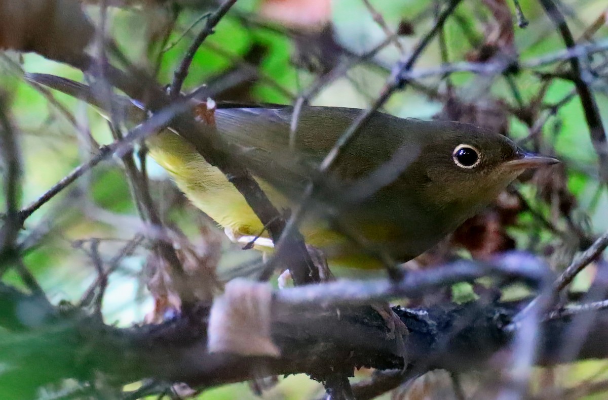 Connecticut Warbler - ML641713539