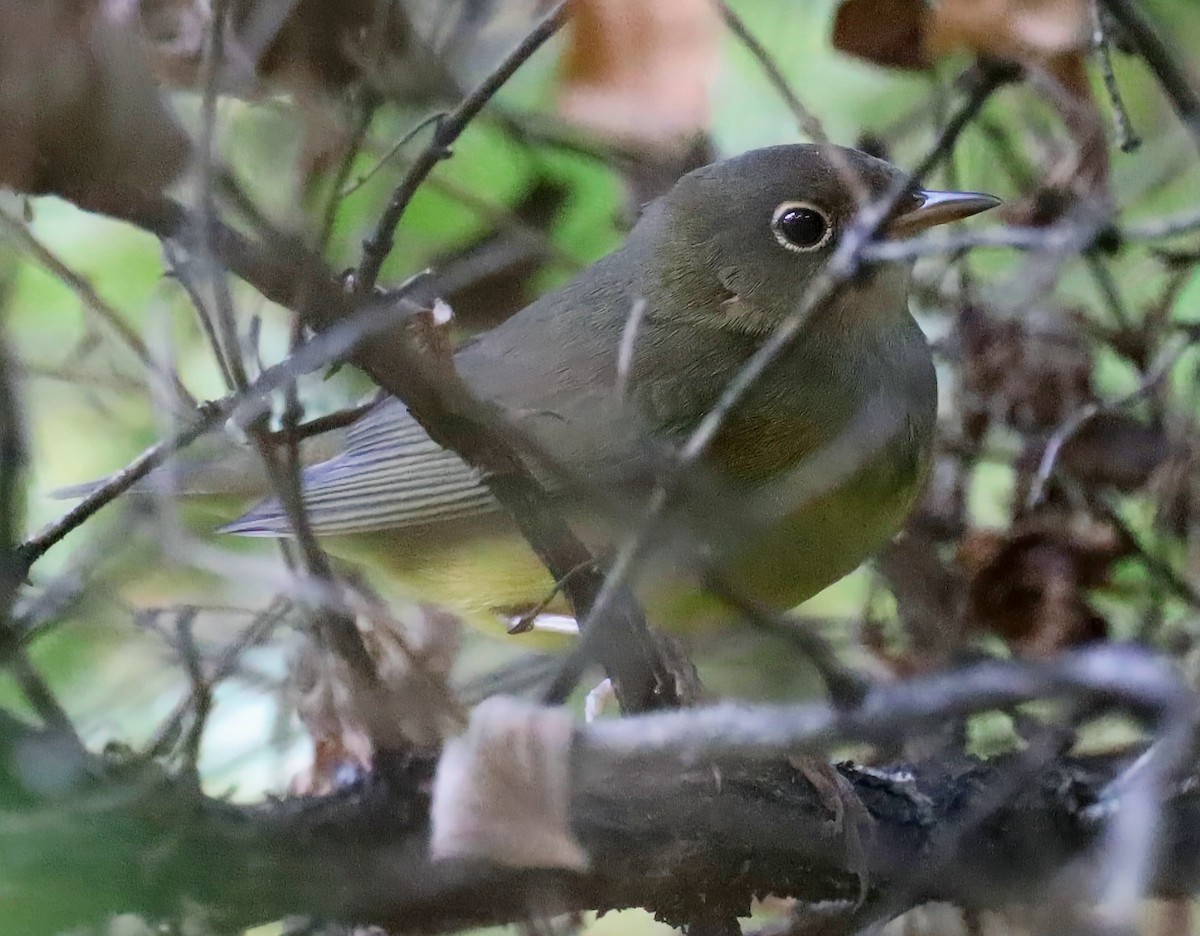 Connecticut Warbler - ML641713540