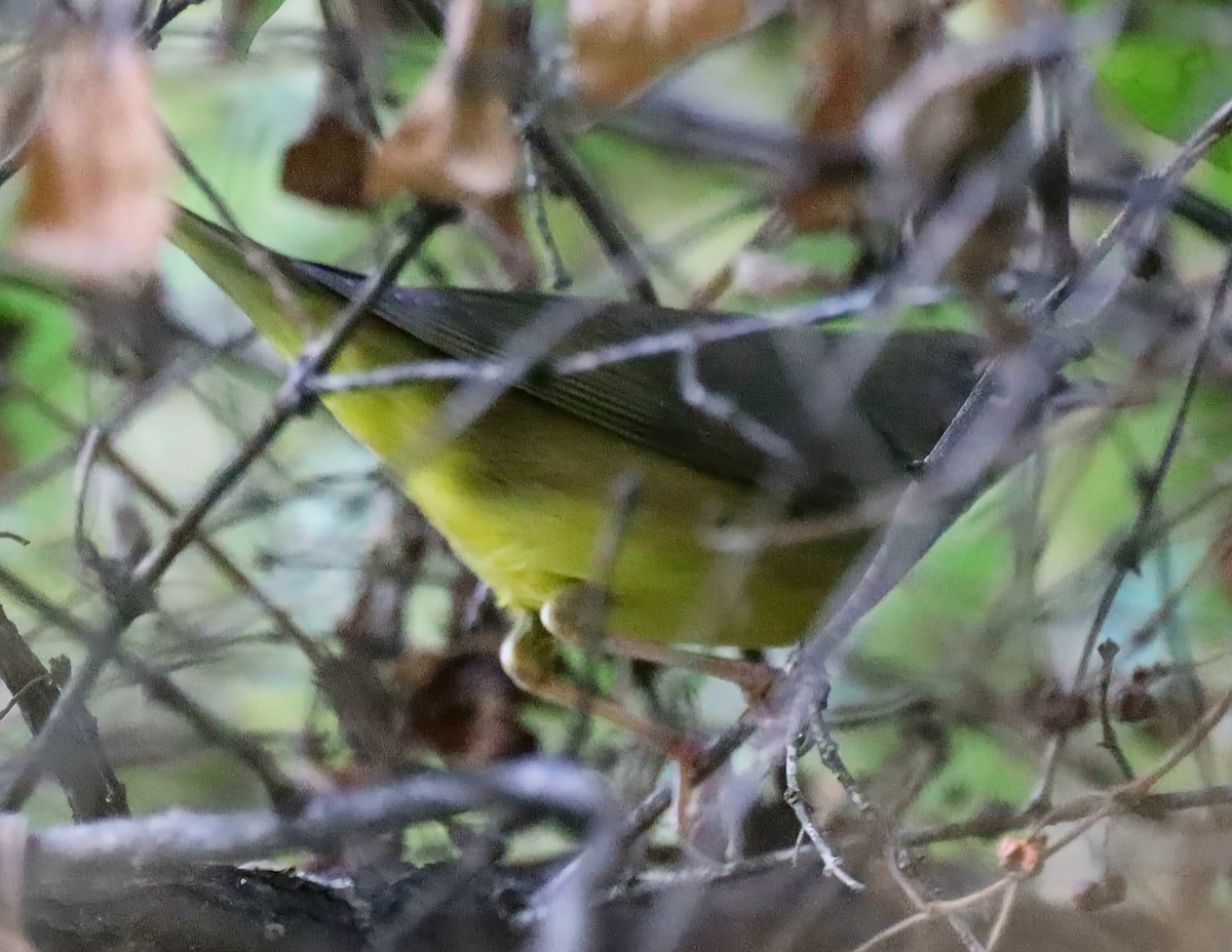 Connecticut Warbler - ML641713541
