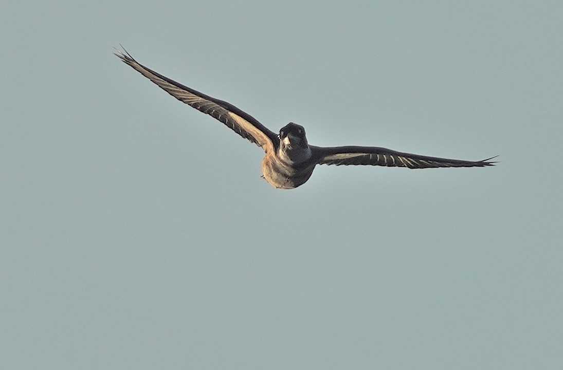 Belted Kingfisher - ML641713546