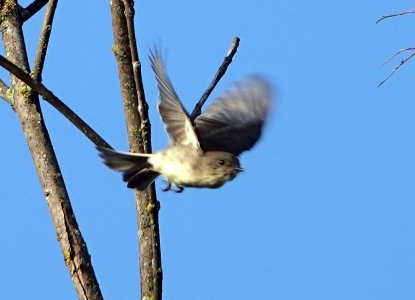 Eastern Phoebe - ML641713550