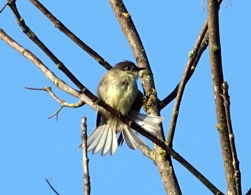 Eastern Phoebe - ML641713551