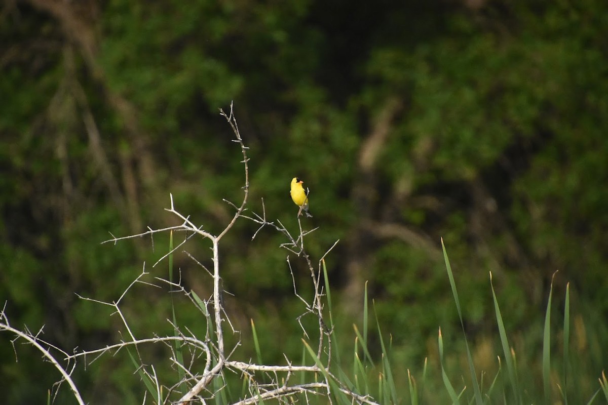 American Goldfinch - ML641713562