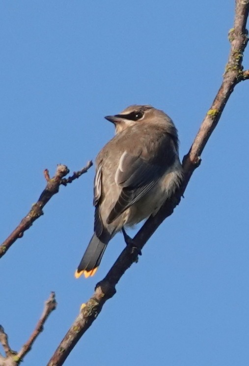 Cedar Waxwing - ML641713568