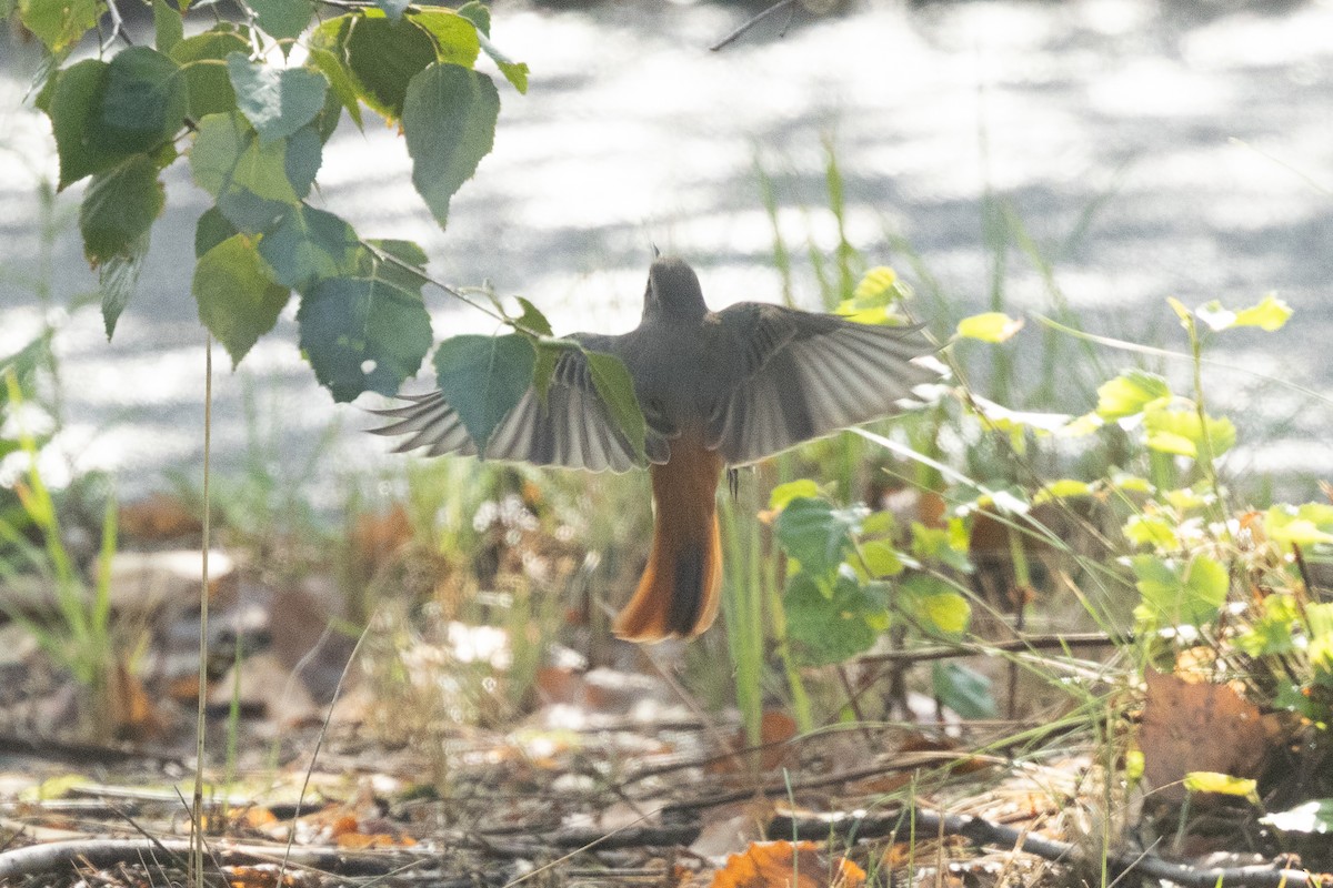 Buztangorri argia - ML641713569