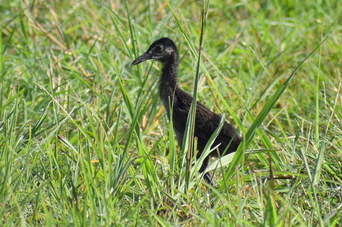 King Rail - ML641713581