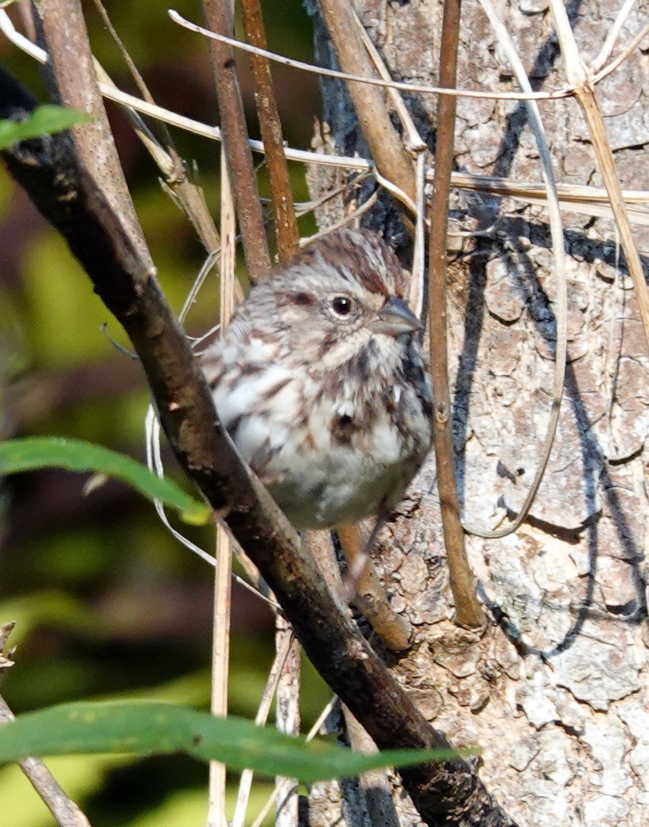 Song Sparrow - ML641713593