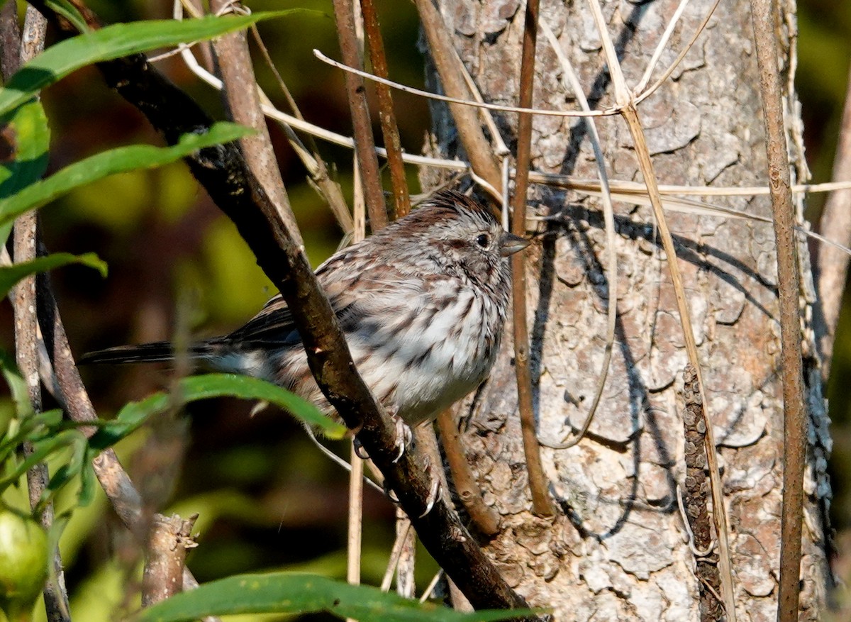 Song Sparrow - ML641713595