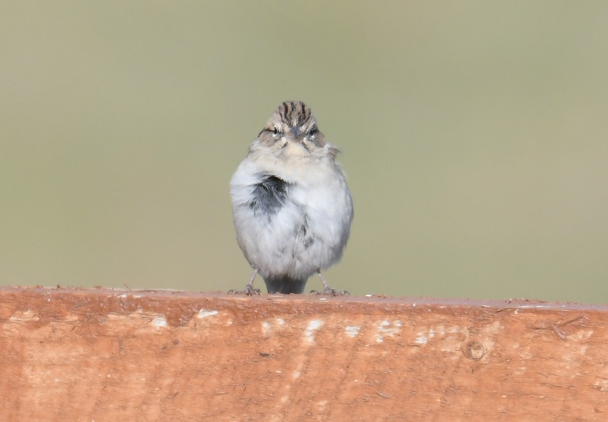 Spizella sp. - ML641713618