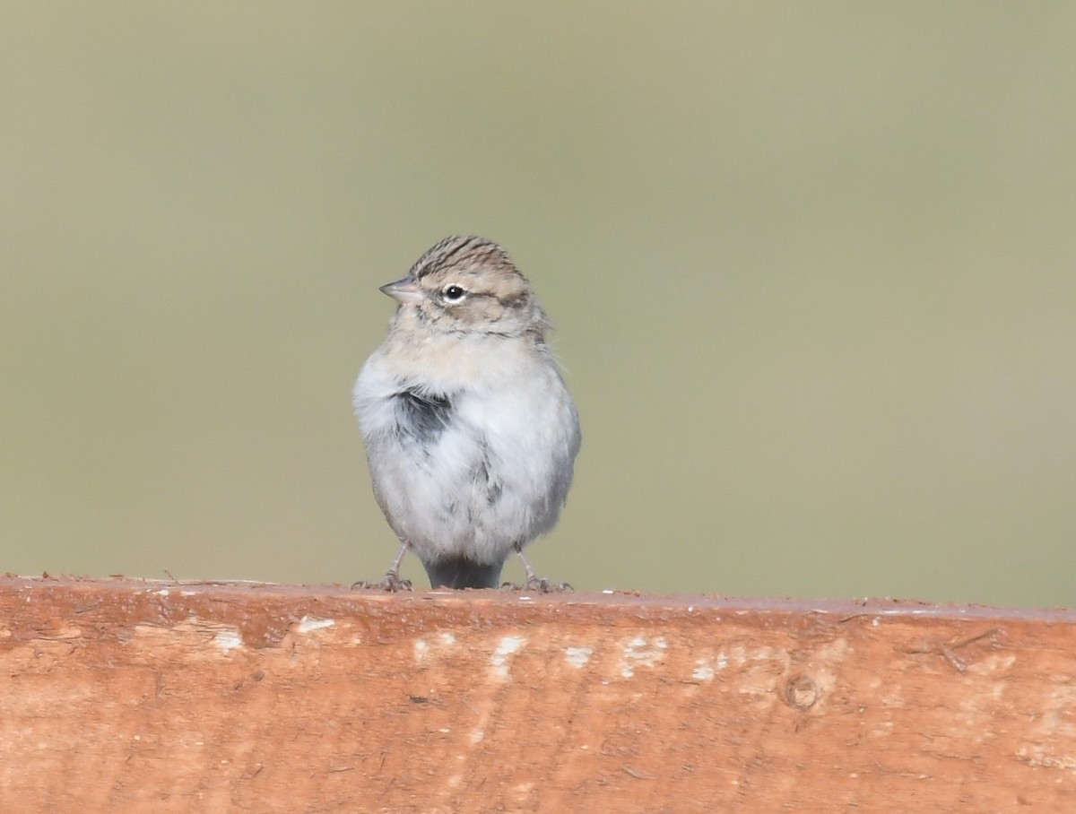 Spizella sp. - ML641713619